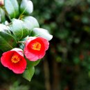 옥룡사지 이미지