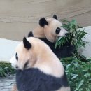 판다 이미지