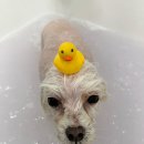 뽀짝뽀짝 애견 미용실 이미지