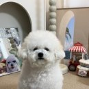 퍼피 투게더 | 비숑 강아지 음수량 증진영양제 &#39;허레이 프로 바이탈톡&#39; 얼라이브&amp;멀티비타민 신장영양제 급여후기