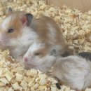 선셋 햄스터리 이미지