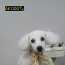 AK DOG 이미지