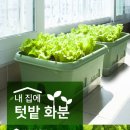 플랜테리어 홈가드닝 | 🌱 30L 대형 텃밭화분 후기✨ 베란다에서 상추·대파 키우기 딱 좋은 홈가드닝 화분