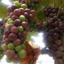 부림농장 이미지