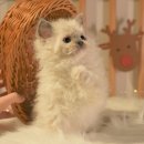 청담고양이 이미지