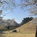 신평동1050 | 경주 벚꽃 나들이(2025.4.1)