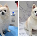 포메른 펫살롱 이미지