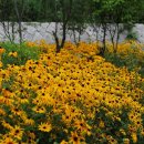 루드베키아 이미지