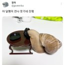 국적을 알 수 있는 달팽이 이미지