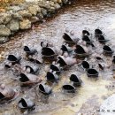 방림원 식물원 이미지