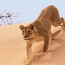 find your dog 이미지