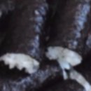 사천충무김밥