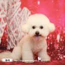 꿈꾸는강아지 이미지