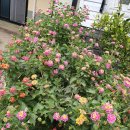 산양민박 이미지