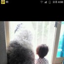 위드독스 이미지