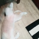 삐삐애견샵 이미지