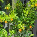 태평목장 이미지