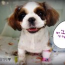 내품에동물병원 이미지