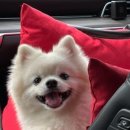 댕댕이 펫카 이미지