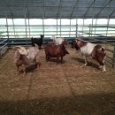 사랑목장 이미지