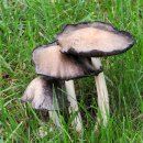 두엄먹물버섯 [잉크뚜껑버섯, common ink cap (Coprinopsis atramentaria)] 이미지