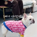 아이조아펫파크 동탄점 이미지