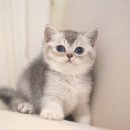 강남 고양이 분양 냥블리 | 고양이분양 받기 딱 좋은 강남고양이분양 냥블리