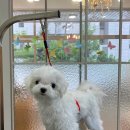 와니살롱 이미지