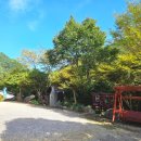 계곡사랑 | 오랜만에 계곡사랑 일상 및 송이버섯 산행 후기와 비단잉어 일상