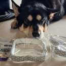 레인보우동물병원 | 강아지 인식표 목걸이 대형견 이름표 레인보우스토리(내돈내산)