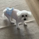 더독 동물병원 이미지