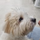 명랑견생 이미지