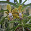 Vanda Denis Fragrance X Vanda tessellata 이미지