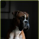 동물사랑 동물병원 이미지