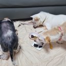 대한견식 이미지