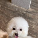 농림축산검역본부 서울지역본부 | 강아지 상하이 여행 중국 검역, 광견병 항체가 검사