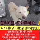 🆘 [4/23오늘안락사] 유기견 진도 아가들 임보/입양 구하긔 🆘 이미지