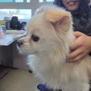 (주)룩포레스트 | (화요일기준)시험보기 3시간전. 어서나를 집으로 보내달라