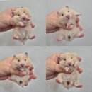 펫엔글라이더 대전점 | 크림 골든햄스터 분양가 펫엔글라이더 대전점에서 알려드려요