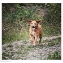 컴투펫 위탁보호센터 인천점 이미지