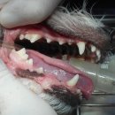 카페거리 동물병원 동행 이미지