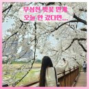 금산군푸드트럭존 | 26년 4월 3일 청주 무심천 벚꽃 만개&amp;꽃비(푸드 트럭 후기)