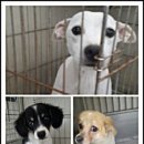 보경 동물병원 이미지