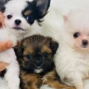 링크애견샵 이미지