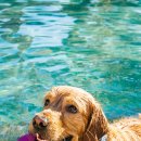 행복한 강아지 이미지