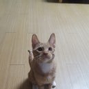 멍멍아 산책가자 이미지