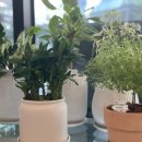 벨로데이 | 원주 무실동 꽃집 벨로데이 후기💐 무인 픽업 가능한 꽃집