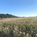 순천만습지 이미지