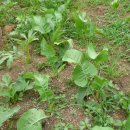 주식농장 이미지