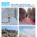 ✅ 1100고지 ✅ 카페 숨도 ✅ 오레브핫스프링앤스파 ✅ 사라오름 이미지